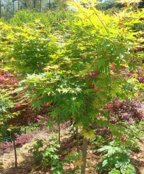 青楓樹(shù)銷售