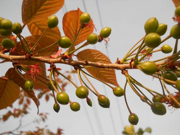 櫻花樹(shù)