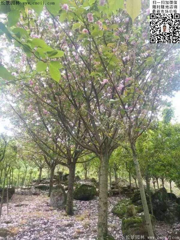 沭陽大規(guī)格的櫻花樹 沭陽大規(guī)格的櫻花樹