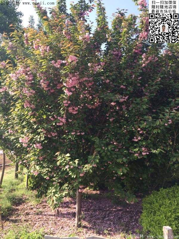 沭陽大規(guī)格的櫻花樹 沭陽大規(guī)格的櫻花樹