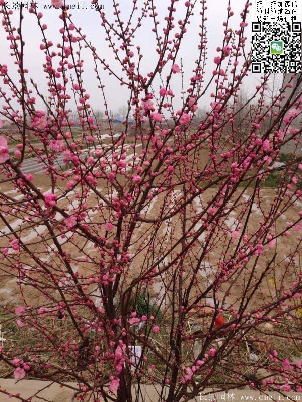 沭陽(yáng)榆葉梅