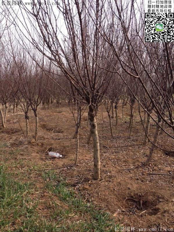 沭陽(yáng)榆葉梅