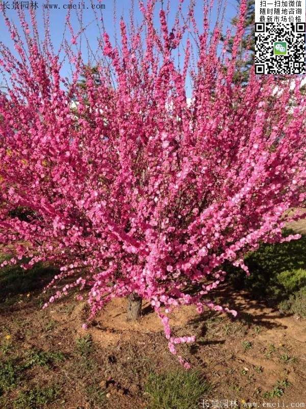 沭陽(yáng)榆葉梅