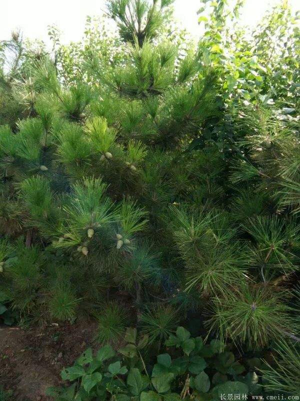 沭陽(yáng)2-8公分直徑的黑松樹 沭陽(yáng)2-8公分直徑的黑松樹