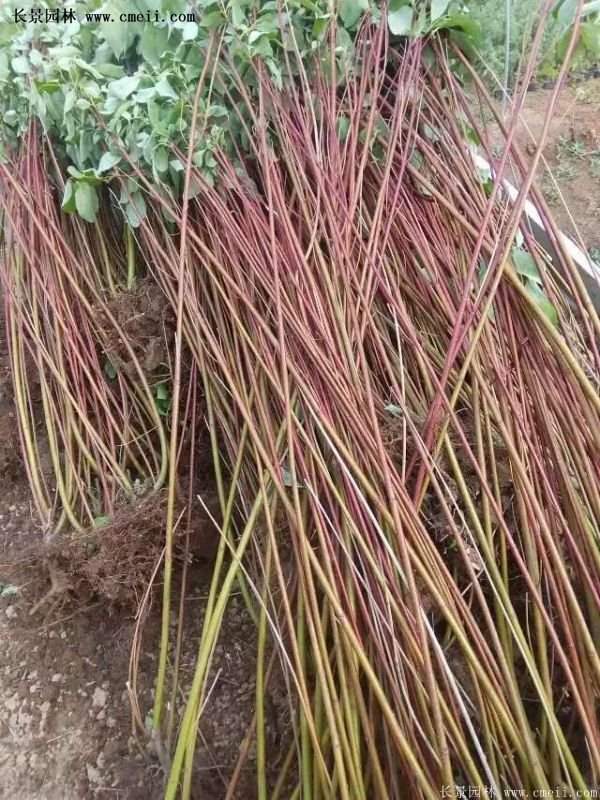 紅瑞木銷(xiāo)量 紅瑞木銷(xiāo)量