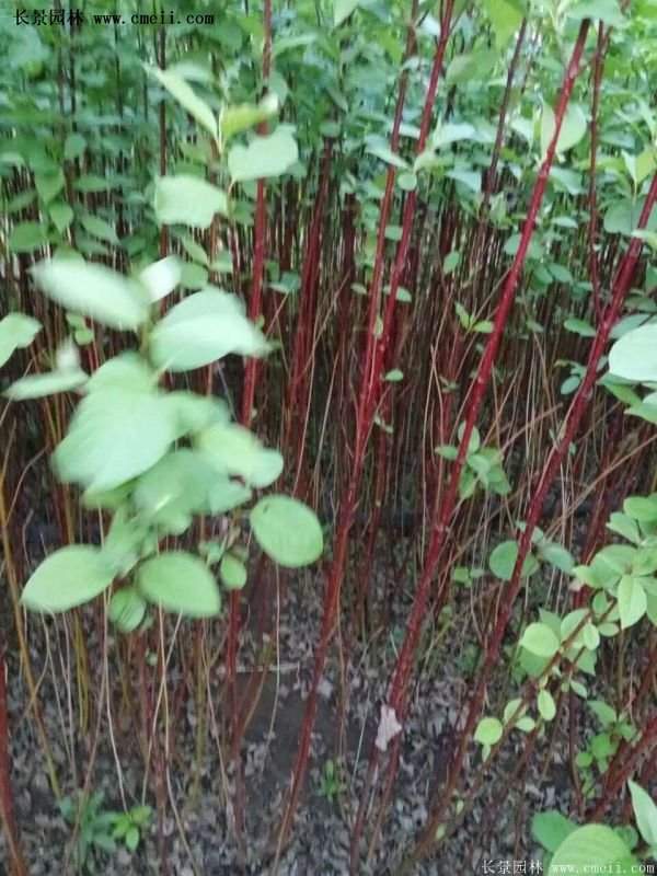 紅瑞木銷(xiāo)量 紅瑞木銷(xiāo)量