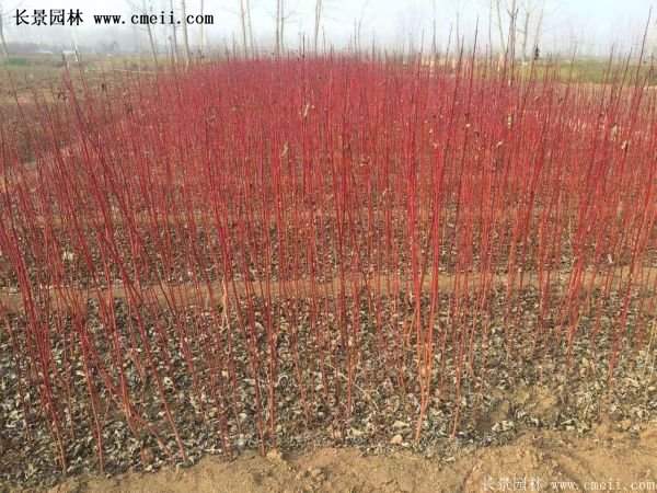 紅瑞木銷(xiāo)量 紅瑞木銷(xiāo)量