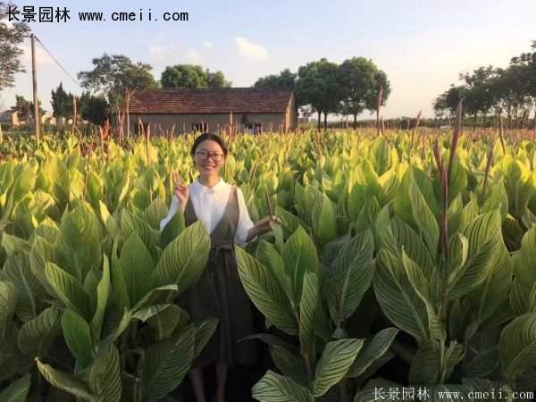 低價(jià)格，高質(zhì)量的美人蕉