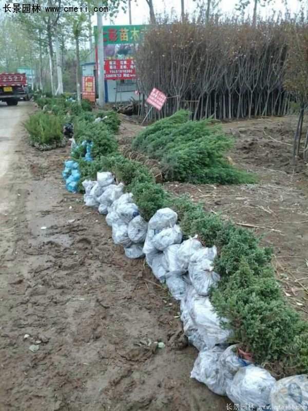 沭陽(yáng)30-80冠幅地柏苗