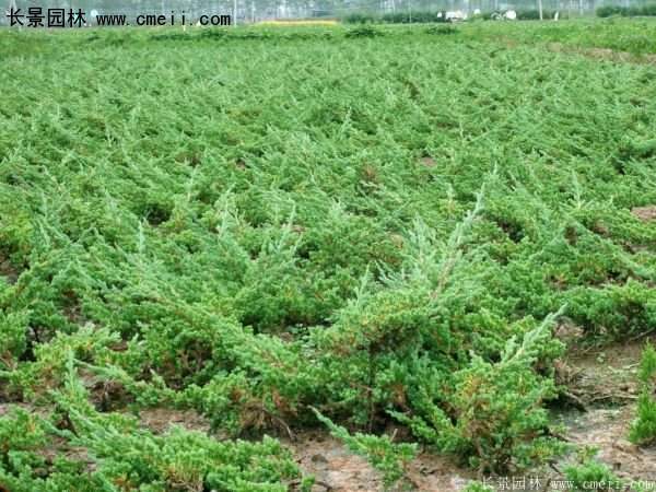 沭陽(yáng)30-80冠幅地柏苗
