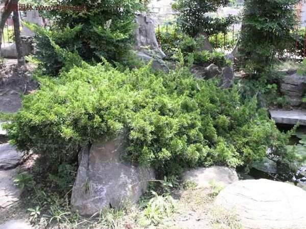 沭陽(yáng)的地柏基地 沭陽(yáng)的地柏基地