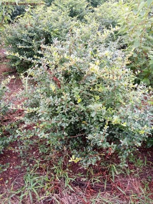 沭陽火棘 沭陽火棘