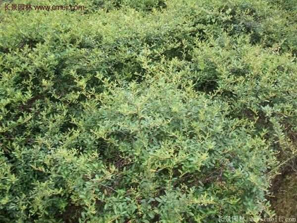 沭陽火棘基地 沭陽火棘基地