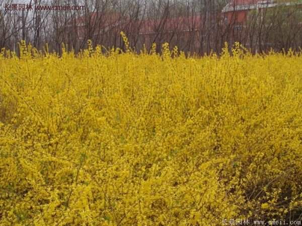 連翹種植 連翹種植