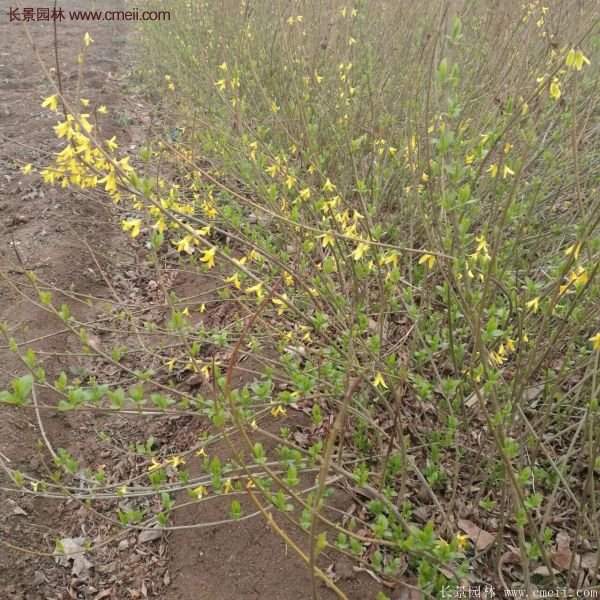 沭陽連翹修剪 沭陽連翹修剪