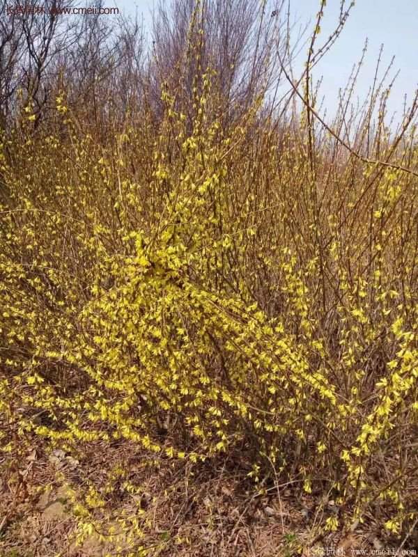 沭陽連翹修剪 沭陽連翹修剪