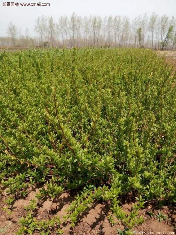 沭陽大連翹 沭陽大連翹