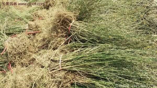 沭陽連翹基地 沭陽連翹基地