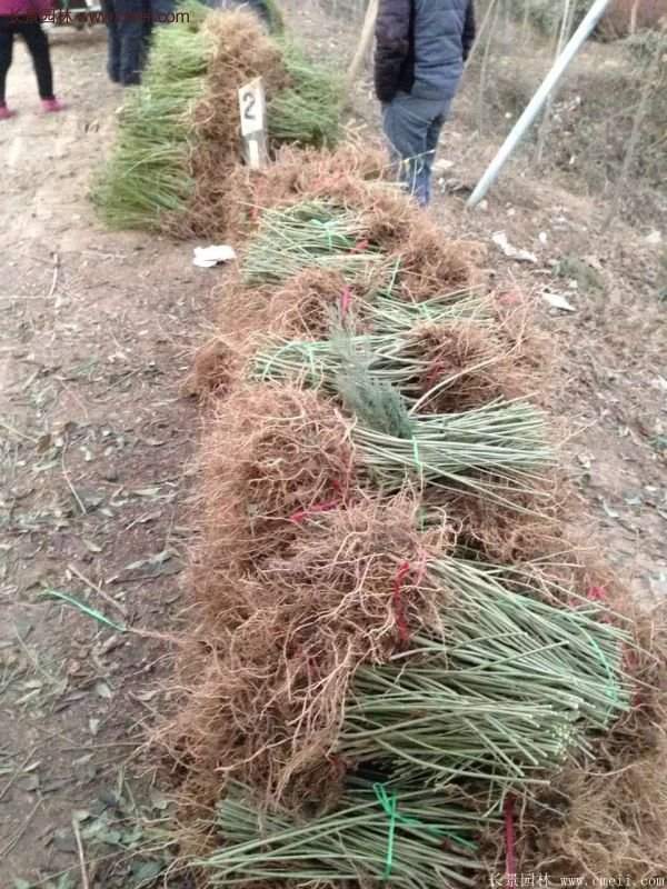 沭陽(yáng)連翹 沭陽(yáng)連翹