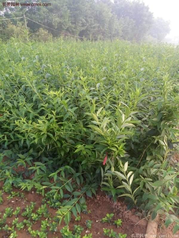 沭陽(yáng)連翹 沭陽(yáng)連翹