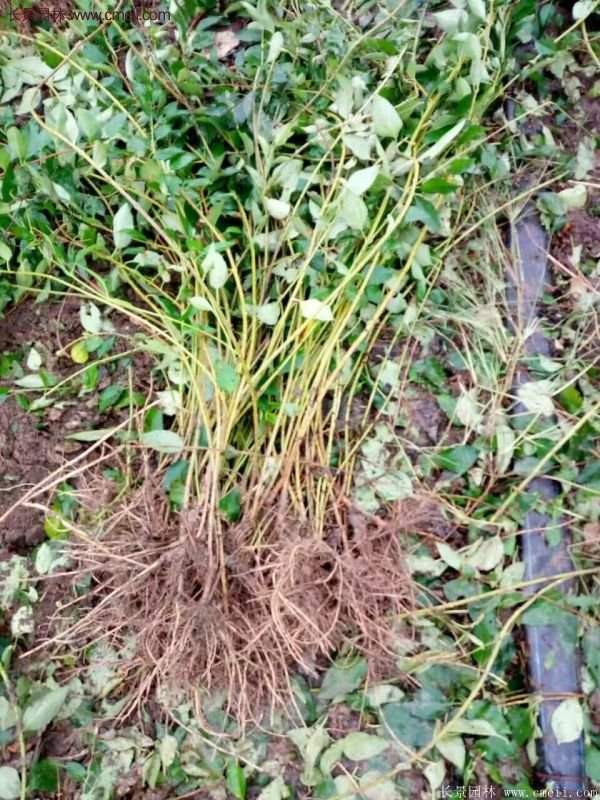 沭陽(yáng)連翹 沭陽(yáng)連翹