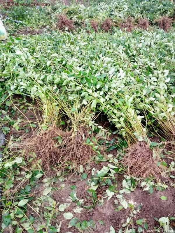 沭陽(yáng)連翹 沭陽(yáng)連翹