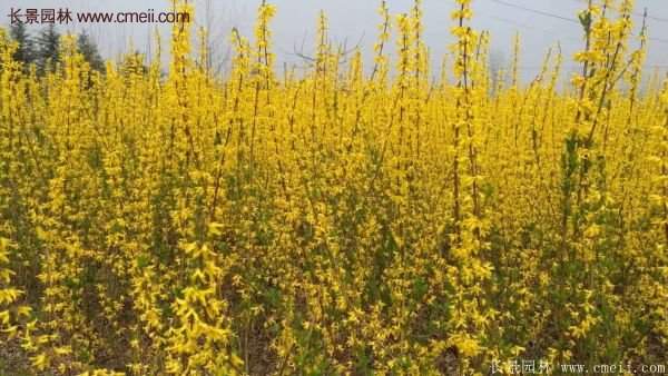 沭陽(yáng)連翹 沭陽(yáng)連翹