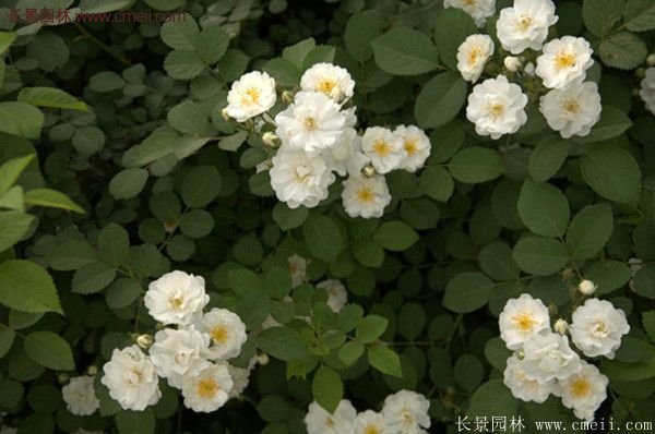 薔薇苗哪里有賣？