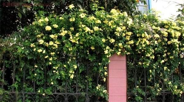 “顏值爆表”爬藤薔薇,看的心都醉了