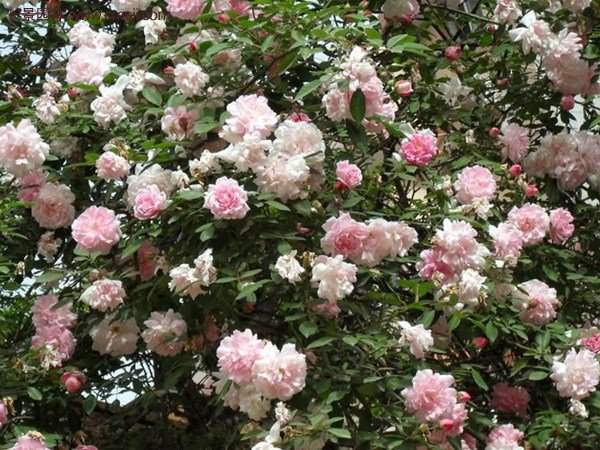 薔薇基地的爬藤薔薇