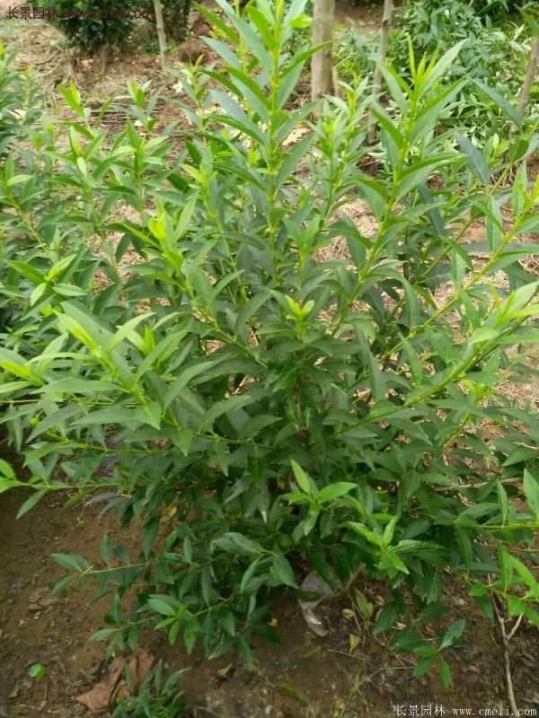 沭陽(yáng)連翹苗 沭陽(yáng)連翹苗
