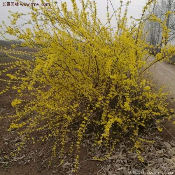 沭陽(yáng)連翹苗 沭陽(yáng)連翹苗