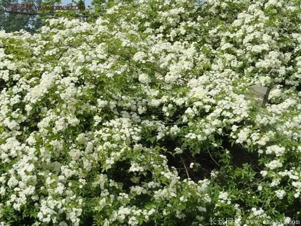 便宜的多花薔薇去哪買？