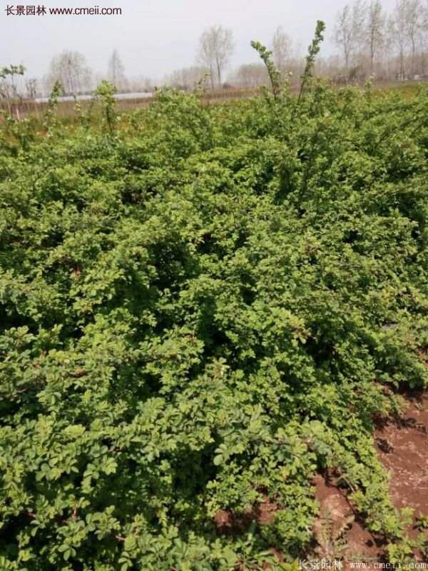 便宜的多花薔薇去哪買？