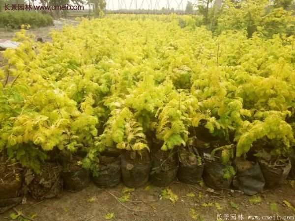 水杉有什么藥用價(jià)值?