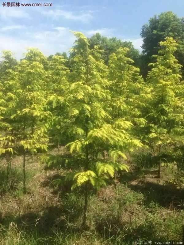 水杉有什么藥用價(jià)值?