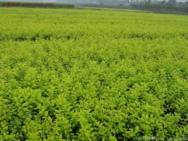沭陽(yáng)基地的金葉女貞球 沭陽(yáng)基地的金葉女貞球