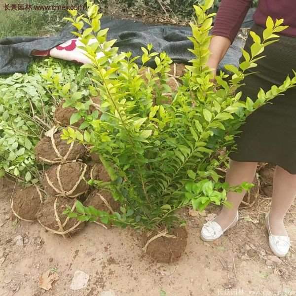 沭陽(yáng)基地的金葉女貞球 沭陽(yáng)基地的金葉女貞球