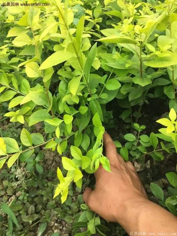 沭陽(yáng)基地的金葉女貞球 沭陽(yáng)基地的金葉女貞球