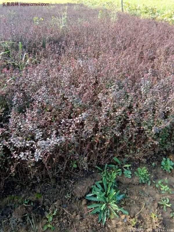 沭陽(yáng)的紅葉小檗基地 沭陽(yáng)的紅葉小檗基地