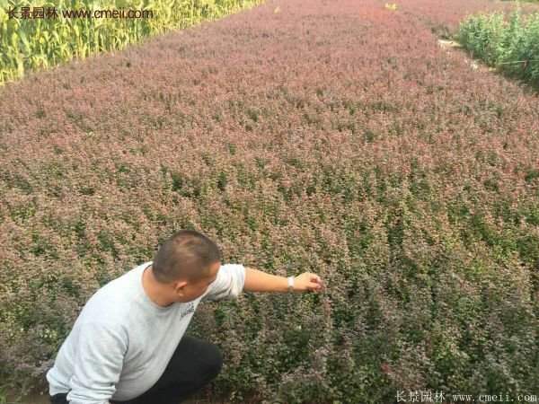 沭陽(yáng)的紅葉小檗基地 沭陽(yáng)的紅葉小檗基地