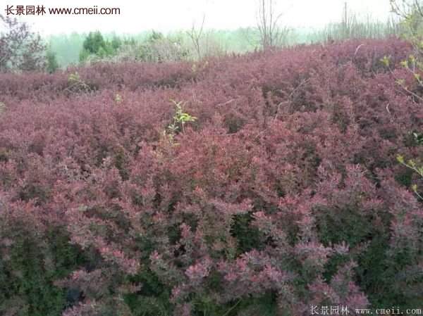 沭陽(yáng)的紅葉小檗基地 沭陽(yáng)的紅葉小檗基地