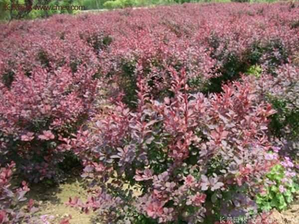 沭陽(yáng)的紅葉小檗基地 沭陽(yáng)的紅葉小檗基地