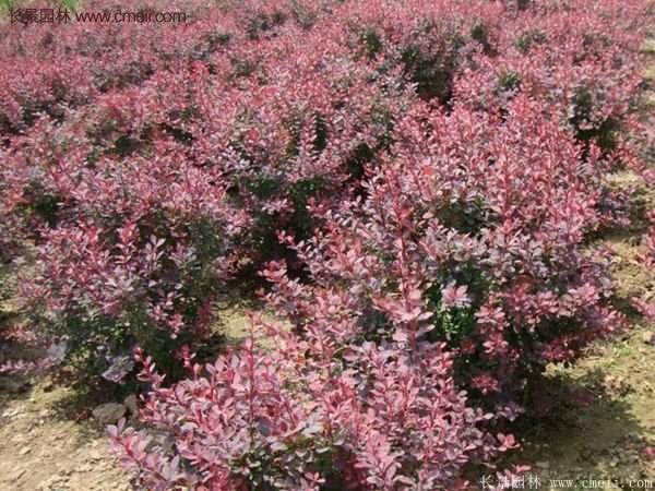 沭陽(yáng)的紅葉小檗基地 沭陽(yáng)的紅葉小檗基地
