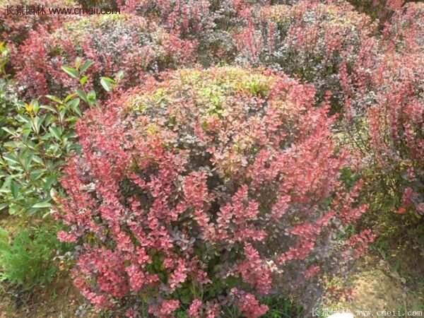 沭陽(yáng)基地的紅葉小檗苗、紅葉小檗球