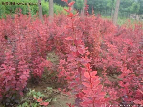 沭陽(yáng)基地的紅葉小檗苗、紅葉小檗球