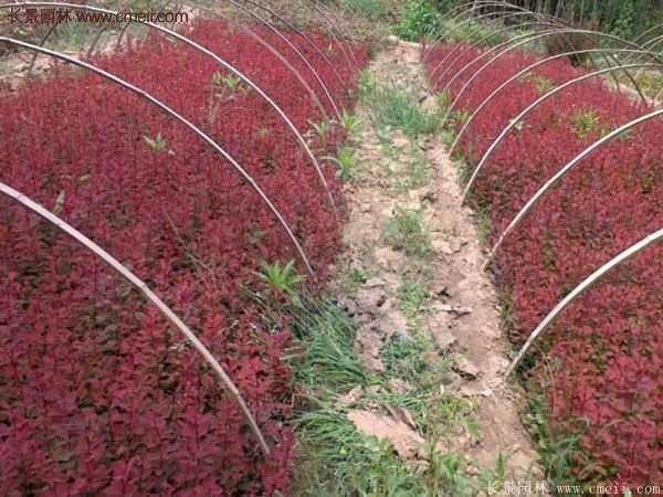 沭陽(yáng)基地的紅葉小檗苗、紅葉小檗球
