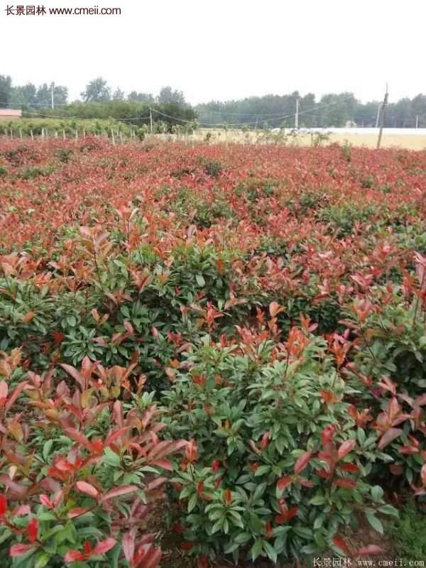 沭陽基地的紅葉石楠 沭陽基地的紅葉石楠