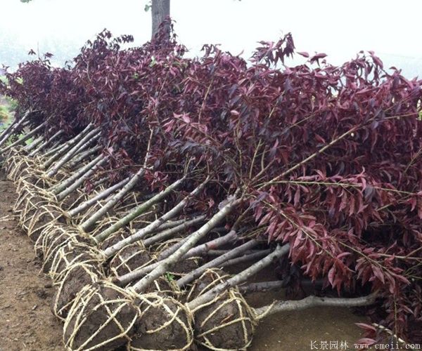 紅葉碧桃圖片紅葉碧桃基地實拍 紅葉碧桃圖片紅葉碧桃基地實拍