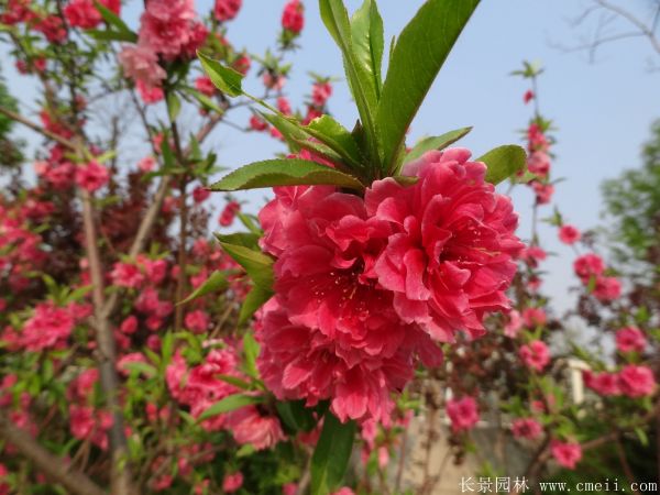 桃樹圖片桃樹基地實(shí)拍 桃樹圖片桃樹基地實(shí)拍
